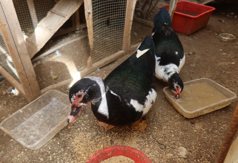 זוג ברווזים בערך בני שנה
רק 80ש"ח לשניהם יחד
פעילים ולא מפונקים